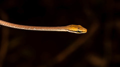 Dendrelaphis girii