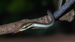 Dendrelaphis girii