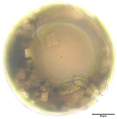 Coscinodiscophycidae