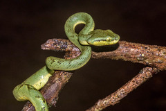 Craspedocephalus gramineus