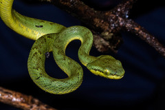 Craspedocephalus gramineus