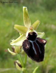 Ophrys sphegodes atrata