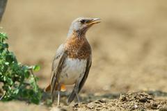 Turdus ruficollis