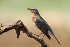 Turdus ruficollis