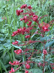 Clerodendrum paniculatum