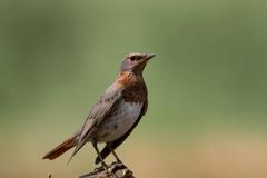 Turdus ruficollis