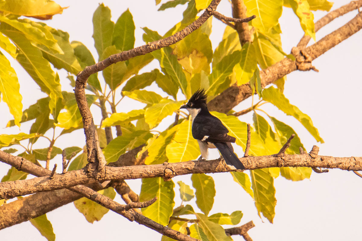 Pied Cuckoo