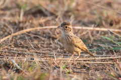Mirafra erythroptera