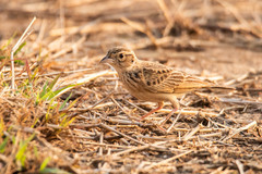 Mirafra erythroptera