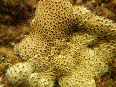 Palythoa