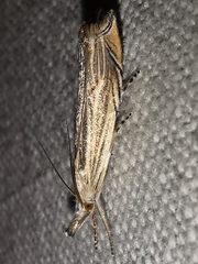 Metacrambus carectellus