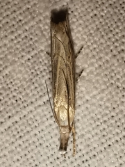 Metacrambus carectellus