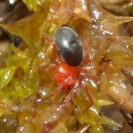Hypomma fulvum