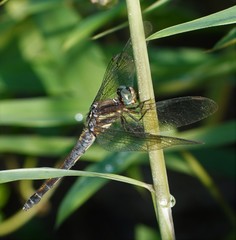 Orthetrum luzonicum