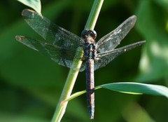 Orthetrum luzonicum