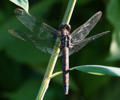 Orthetrum luzonicum