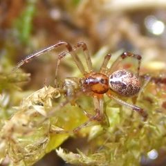 Theridion pictum