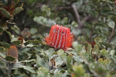 Banksia coccinea