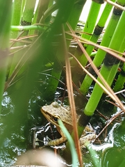 Chalcorana chalconota