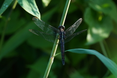 Orthetrum luzonicum