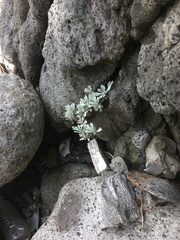 Crossostephium chinense