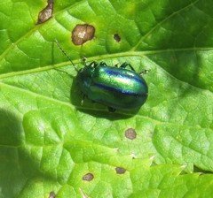 Oreina cacaliae