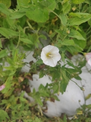 Convolvulus arvensis