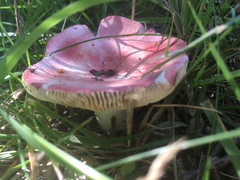 Russula