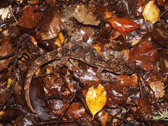 Mokopirirakau granulatus