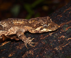 Mokopirirakau granulatus