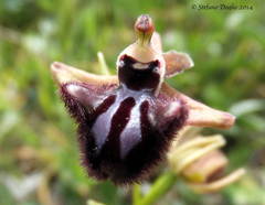 Ophrys sphegodes atrata
