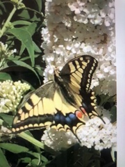 Papilio machaon