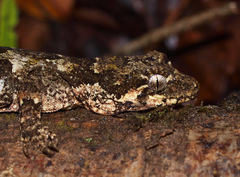 Mokopirirakau granulatus