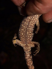 Mokopirirakau granulatus