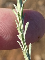 Helichrysum anomalum