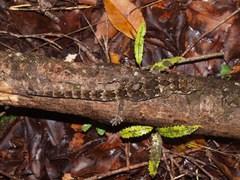 Mokopirirakau granulatus