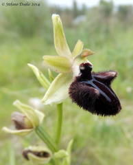 Ophrys sphegodes atrata