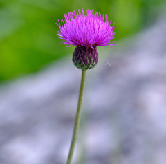 Cirsium pannonicum