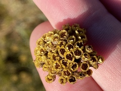 Helichrysum anomalum