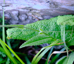 Cirsium pannonicum