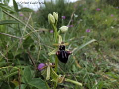 Ophrys sphegodes atrata