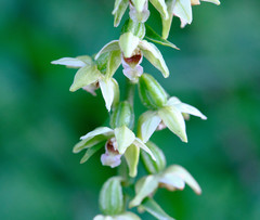 Epipactis