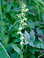 Epipactis