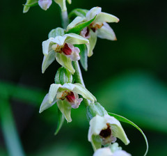 Epipactis