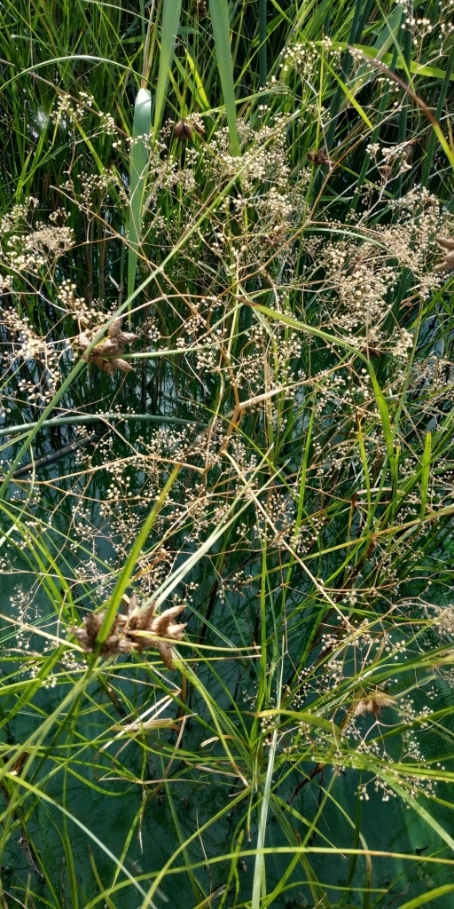 Gypsophila paniculata, Курганская обл., Россия, 641468