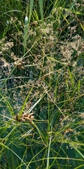 Gypsophila paniculata
