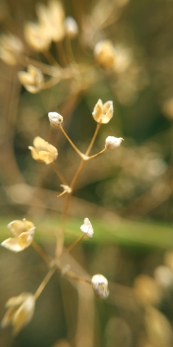 Gypsophila paniculata