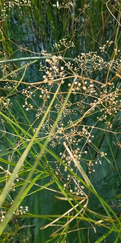 Gypsophila paniculata