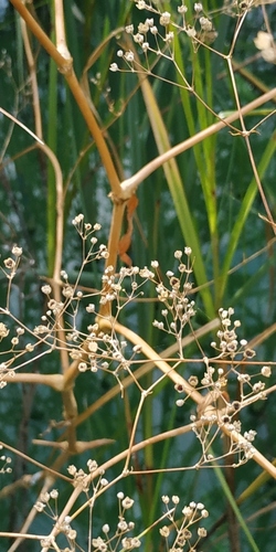 Gypsophila paniculata