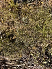 Helichrysum anomalum